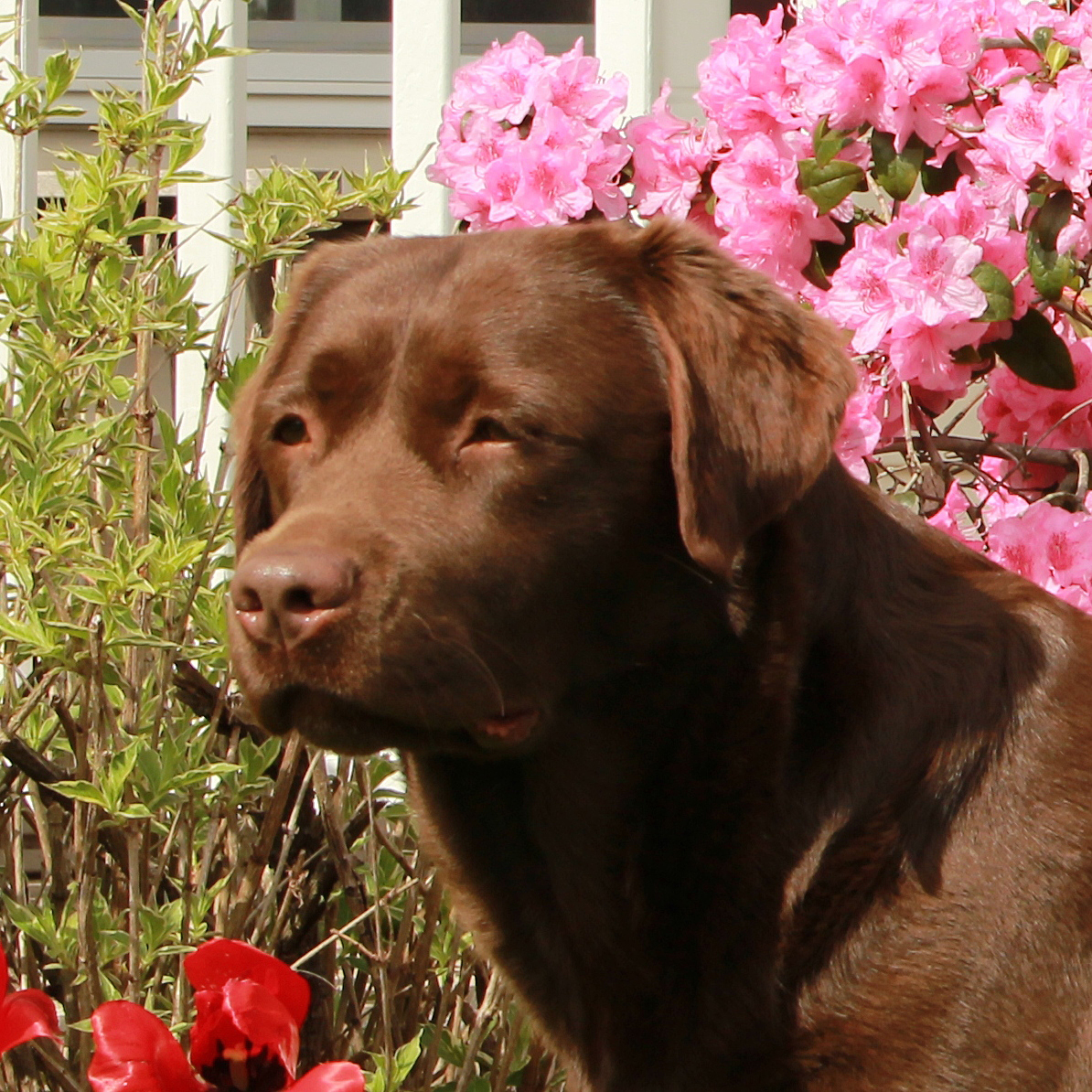 Bates deals creek labradors
