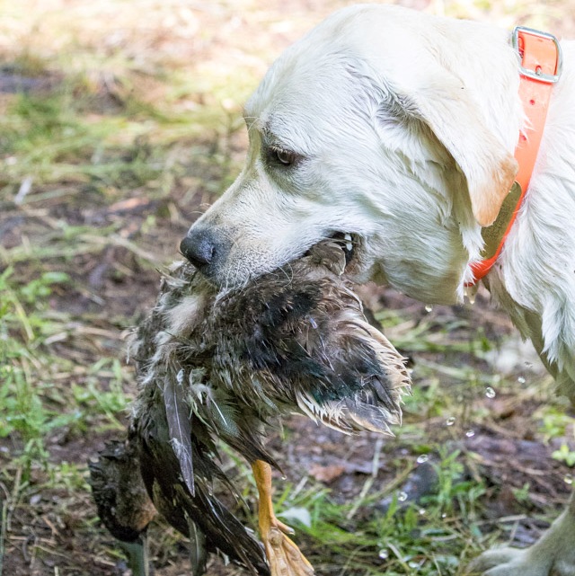 Burt with Duck