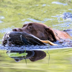 Rollie with Duck