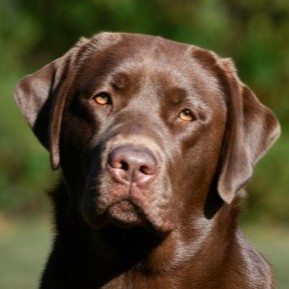 Toffee