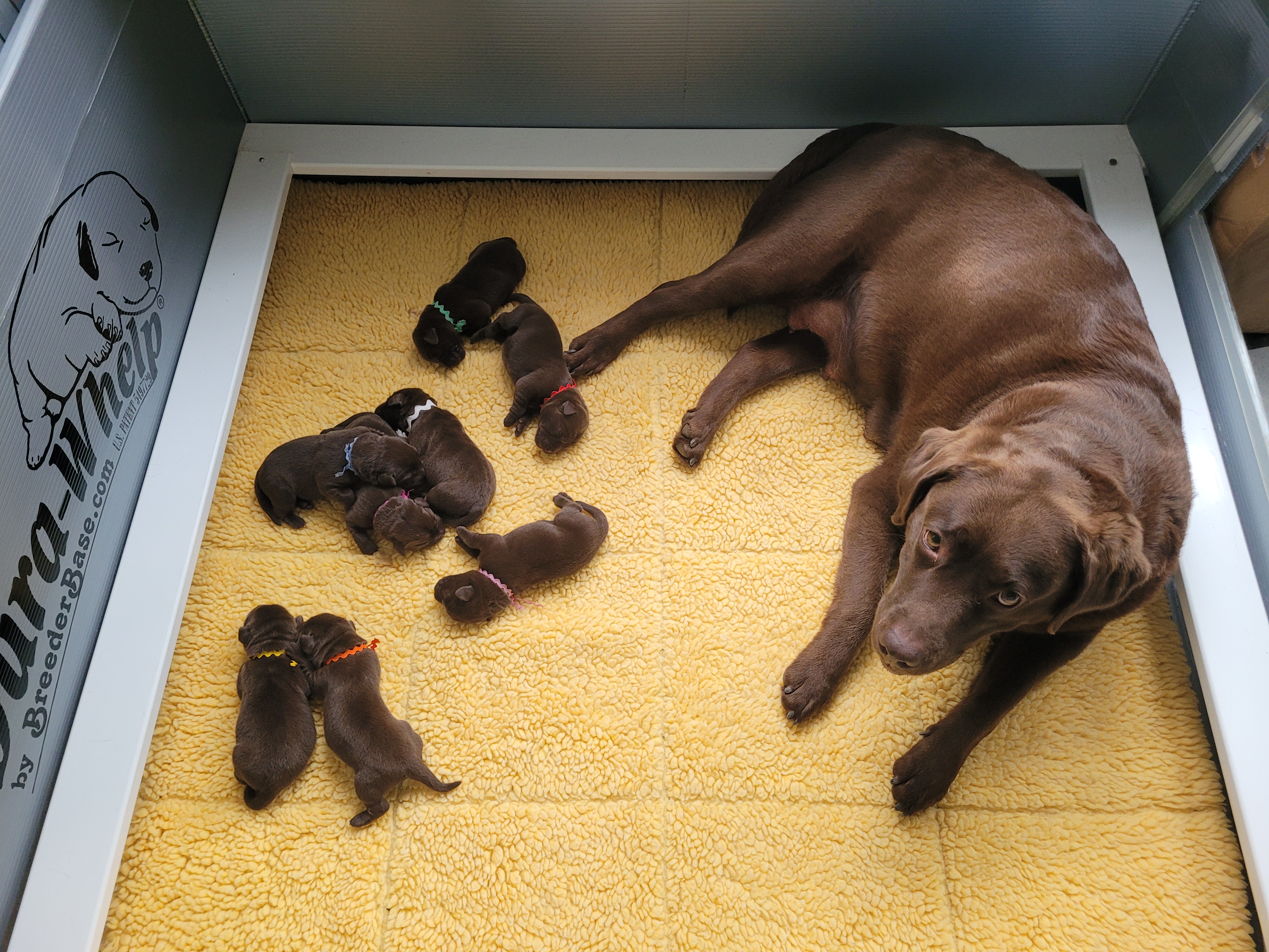 Pups